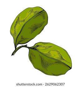Frutos de alfarroba isolados sobre fundo branco. Conceito de superalimento natural. Produto saudável alternativo. Ilustração vetorial