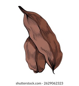 Frutos de alfarroba isolados sobre fundo branco. Conceito de superalimento natural. Produto saudável alternativo. Ilustração vetorial