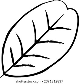Carob Leaf hand drawn vector illustration