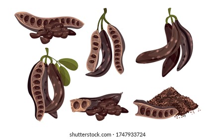 Carob Plant Edible Pods Isolated on White Background Vector Set