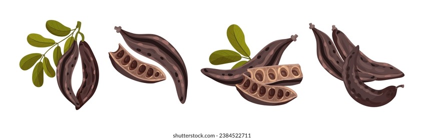 Carob Plant Pod as Natural Sweetener Plant Vector Set