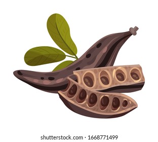 Carob Pod with Seeds Inside Isolated on White Background Vector Illustration