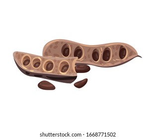 Carob Pod with Seeds Inside Isolated on White Background Vector Illustration
