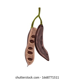 Carob Pod with Seeds Inside Isolated on White Background Vector Illustration