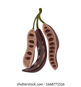 Carob Pod with Seeds Inside Isolated on White Background Vector Illustration