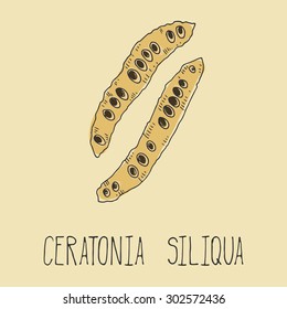 Carob pods. Ceratonia siliqua. Vegetarian decaffeinated food. Vector illustration