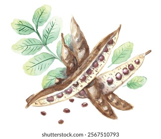 Carob pods with green leaves, watercolor drawing traced to vector. Isolated vector illustration. Botanical hand drawn art.