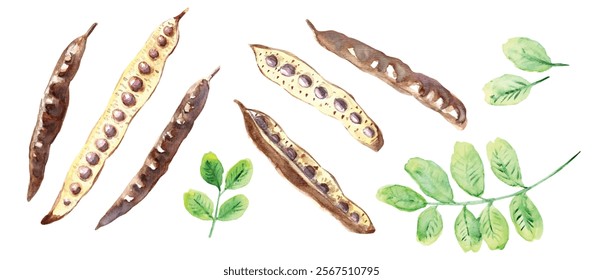 Carob pods with green leaves, watercolor drawing traced to vector. Isolated vector illustration. Botanical hand drawn art.