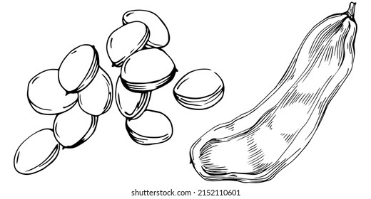 Carob sketch drawing illustration. Carob tree nature engraved style illustration. Detailed plants product. The best for design logo, menu, label, icon, stamp.