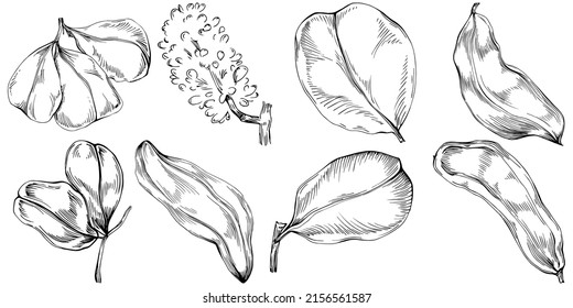 Carob sketch drawing illustration. Carob tree nature engraved style illustration. Detailed plants product. The best for design logo, menu, label, icon, stamp.