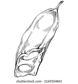 Carob sketch drawing illustration. Carob tree nature engraved style illustration. Detailed plants product. The best for design logo, menu, label, icon, stamp.