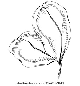Carob sketch drawing illustration. Carob tree nature engraved style illustration. Detailed plants product. The best for design logo, menu, label, icon, stamp.