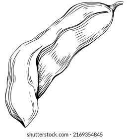 Carob sketch drawing illustration. Carob tree nature engraved style illustration. Detailed plants product. The best for design logo, menu, label, icon, stamp.