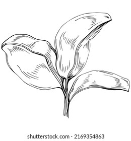Carob sketch drawing illustration. Carob tree nature engraved style illustration. Detailed plants product. The best for design logo, menu, label, icon, stamp.