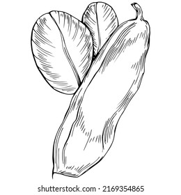 Carob sketch drawing illustration. Carob tree nature engraved style illustration. Detailed plants product. The best for design logo, menu, label, icon, stamp.