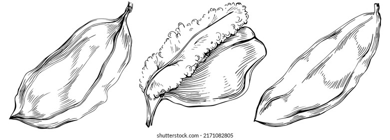 Carob sketch drawing illustration. Carob tree nature engraved style illustration. Detailed plants product. The best for design logo, menu, label, icon, stamp.