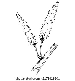 Carob sketch drawing illustration. Carob tree nature engraved style illustration. Detailed plants product. The best for design logo, menu, label, icon, stamp.