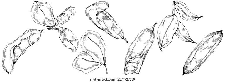 Carob sketch drawing illustration. Carob tree nature engraved style illustration. Detailed plants product. The best for design logo, menu, label, icon, stamp.