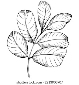 Carob sketch drawing illustration. Carob tree nature engraved style illustration. Detailed plants product. The best for design logo, menu, label, icon, stamp.