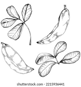 Carob sketch drawing illustration. Carob tree nature engraved style illustration. Detailed plants product. The best for design logo, menu, label, icon, stamp.