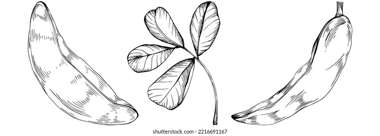 Carob sketch drawing illustration. Carob tree nature engraved style illustration. Detailed plants product. The best for design logo, menu, label, icon, stamp.