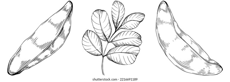Carob sketch drawing illustration. Carob tree nature engraved style illustration. Detailed plants product. The best for design logo, menu, label, icon, stamp.
