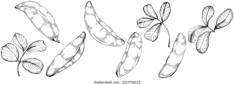 Carob sketch drawing illustration. Carob tree nature engraved style illustration. Detailed plants product. The best for design logo, menu, label, icon, stamp.
