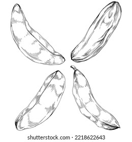 Carob sketch drawing illustration. Carob tree nature engraved style illustration. Detailed plants product. The best for design logo, menu, label, icon, stamp.
