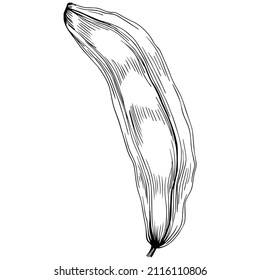 Carob Sketch forest leaves isolated, suitable for nature concept, summer and holiday. Black and white clip art isolated. Antique vintage engraving illustration for emblem. Herbal medicine.