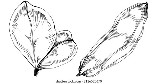 Carob Sketch forest leaves isolated, suitable for nature concept, summer and holiday. Black and white clip art isolated. Antique vintage engraving illustration for emblem. Herbal medicine.