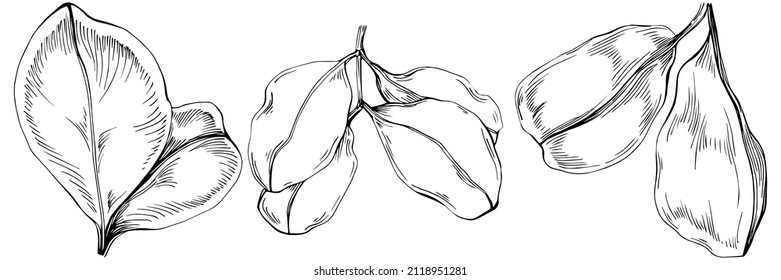 Carob Sketch forest leaves isolated, suitable for nature concept, summer and holiday. Black and white clip art isolated. Antique vintage engraving illustration for emblem. Herbal medicine.