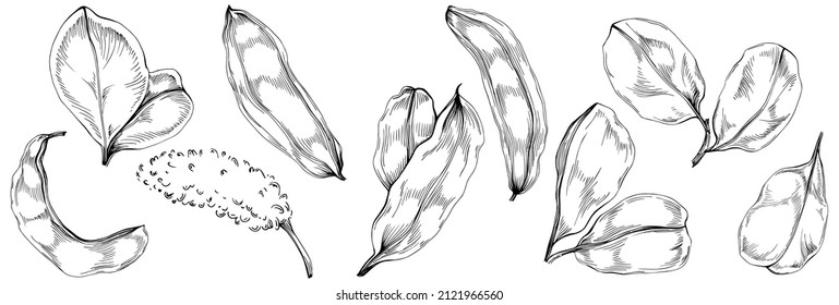 Carob Sketch forest leaves isolated, suitable for nature concept, summer and holiday. Black and white clip art isolated. Antique vintage engraving illustration for emblem. Herbal medicine.