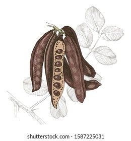 Carob sketch. Hand drawn colorful ripe pods over leaf. Vector illustration