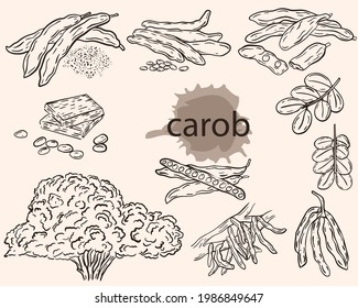Carob sketch, vector set. Carob fruits, pods with grains, on a branch and in powder. Ceratonia tree pods. Growing and collecting superfood, farming and agriculture.