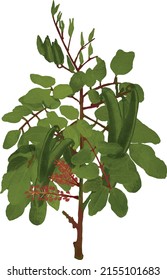 Carob tree branch, in Latin Ceratonia siliqua transparent background