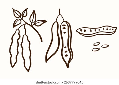 Carob tree sketch. Hand drawn ink set with locust, fruits, branch, breadfruit seeds, bean. Food, oil, ingredient, superfood, nature, chocolate. Botanical illustration for design, logo, sign, label