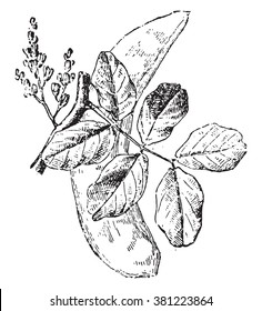 Carob tree, vintage engraved illustration. Dictionary of words and things - Larive and Fleury - 1895. 