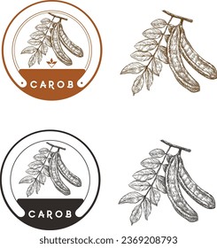 carob Vector drawing of carob fruit. Cocoa substitute