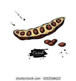 Carob vector superfood drawing. Isolated hand drawn  illustration on white background. Organic healthy food. Great for banner, poster, label