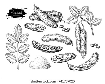 Carob vector superfood drawing. Isolated hand drawn  illustration on white background. Organic healthy food. Great for banner, poster, label