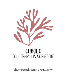 Carola, Callophyllis variegata. Edible seaweed. Red algae or Rhodophyta. Sea vegetable. Vector flat illustration, isolated on white