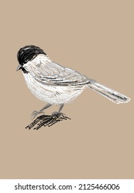 Carolina chickadee tit Vogel, handgezeichnet in Vektorgrafik und einzeln auf Vintage-handwerklichem Hintergrund. Authentische Imitation einer Farbstiftskizze in einem realistischen Stil, eine Seite aus einem Vogelbeobachtungsskizze