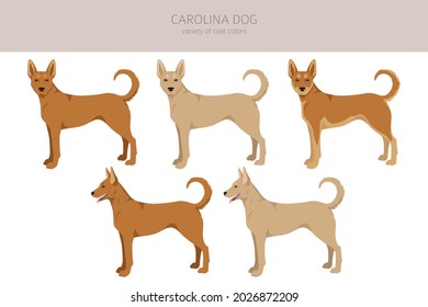 Carolina Hund Clipart. Unterschiedliche Posen, Farben für die Fellfarbe.  Vektorgrafik