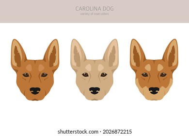 what color are dingo dogs