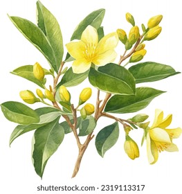 Carolina Jessamine Watercolor illustration. Hand drawn underwater element design. Artistic vector marine design element. Illustration for greeting cards, printing and other design projects.