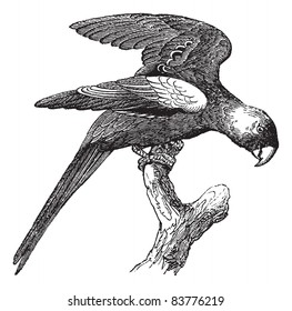 Carolina Parakeet or Conuropsis carolinensis, vintage engraved illustration. Trousset encyclopedia (1886 - 1891).