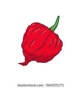 Carolina Reaper Chilli Pepper Vector Illustration