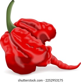 Pimientos de Carolina Reaper. HP22B. Capsicum chinense. Pimienta chile supercaliente o extremadamente caliente. Pimienta chile. Verduras ecológicas frescas. Ilustración vectorial aislada en fondo blanco.