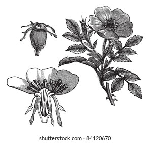 Carolina rose or Rosa carolina or Pasture rose or Low rose, vintage engraving. Isolated on a white background. Trousset encyclopedia (1886 - 1891).