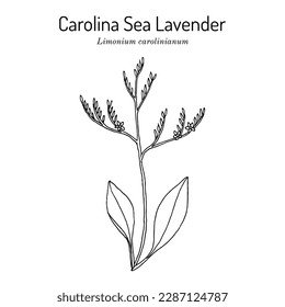 Carolina sealavender (Limonium carolinianum), medicinal plant. Hand drawn botanical vector illustration